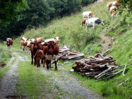 Biobauernhof Moar In Greith