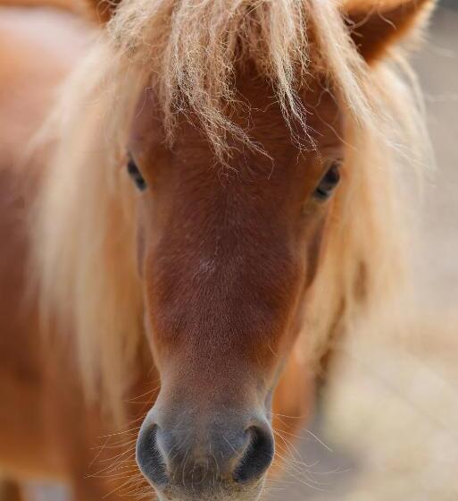 Agriturismo Villa Guarnaschelli