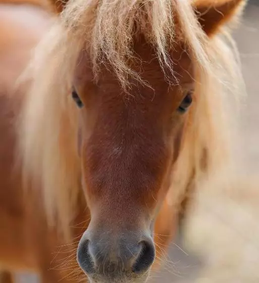 Agriturismo Villa Guarnaschelli