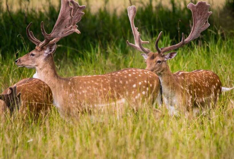 ホテル Jagdschloss Mönchbruch