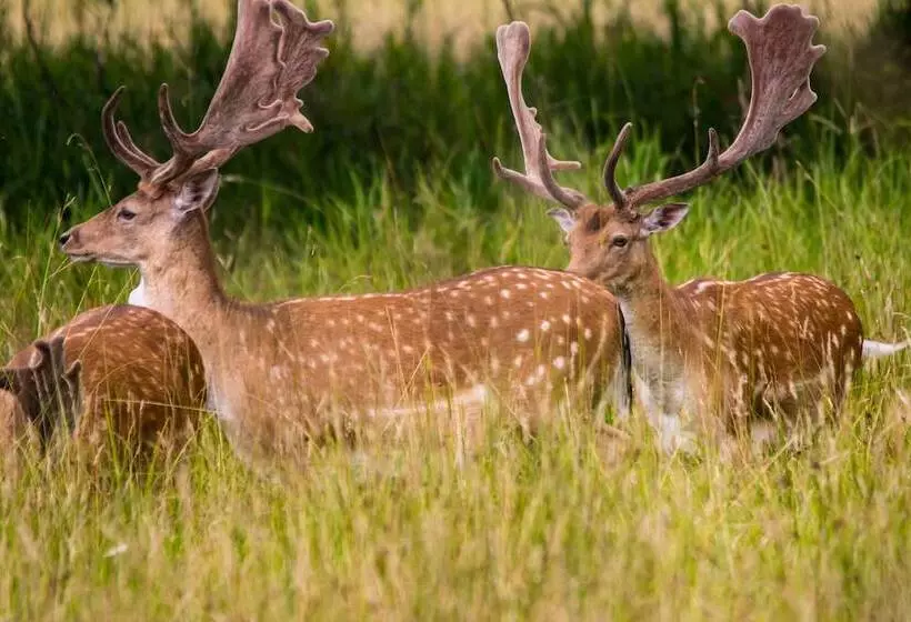 Hotel Jagdschloss Mönchbruch