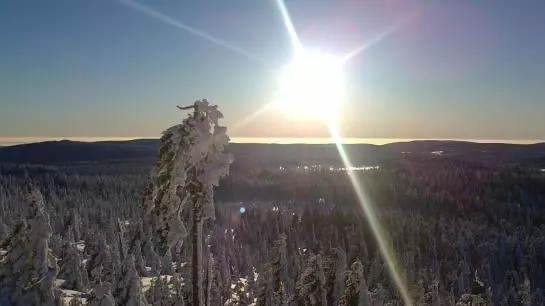 Отель Grüne Tanne Mandelholz