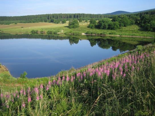 Hotelli Grüne Tanne Mandelholz
