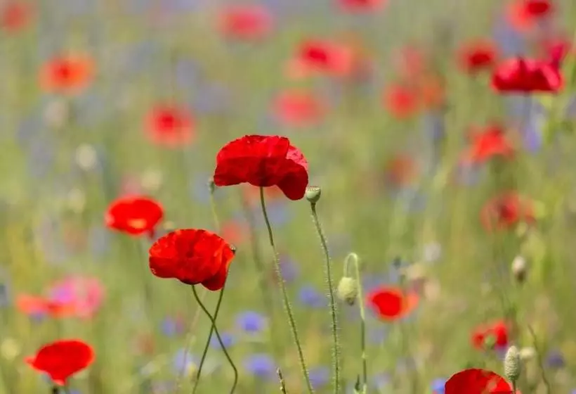 Strandhotel Löchnerhaus