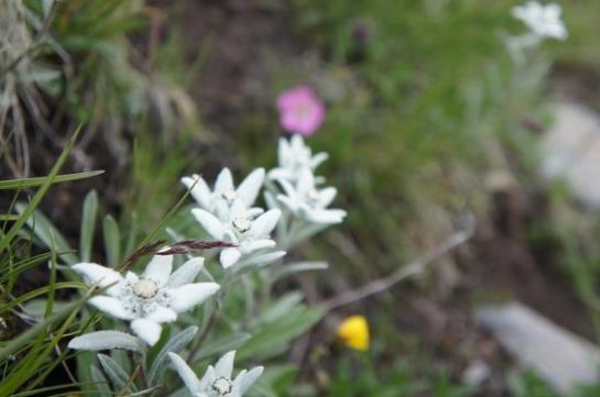 Отель Ferienhaus Schmid