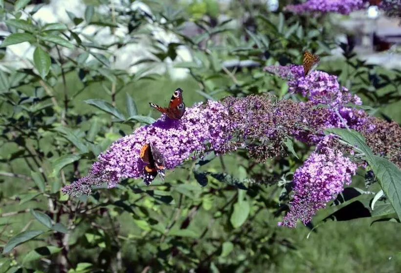 Naturidyll Hotel Hammerschmiede