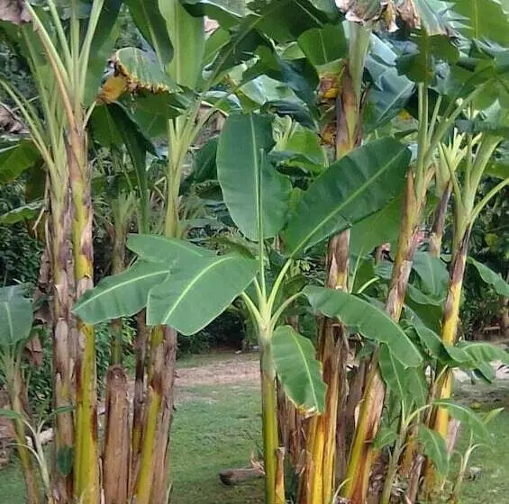 Aamiaismajoitus (B&B) Soul Fire Casitas