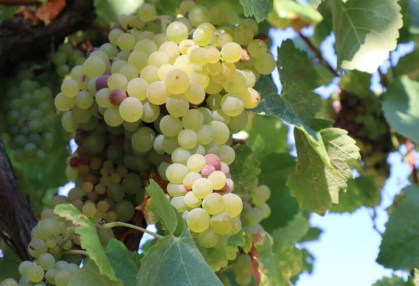 Comfortable Rural Cottage In Ancient Village In The Douro Region