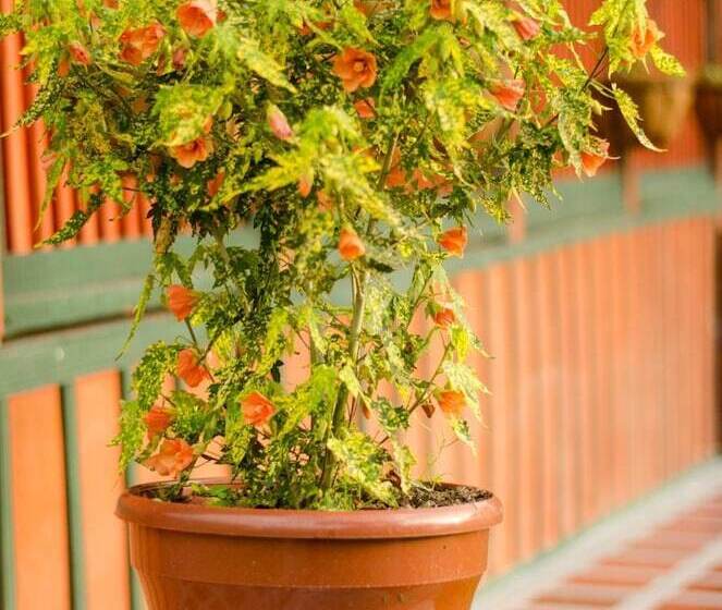 Ecohotel Pinohermoso