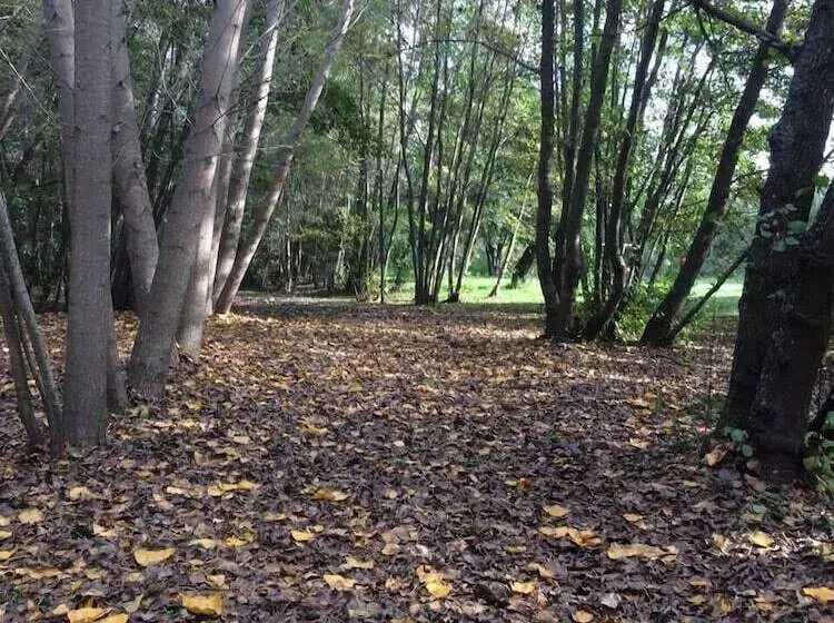 Bosque Nativo