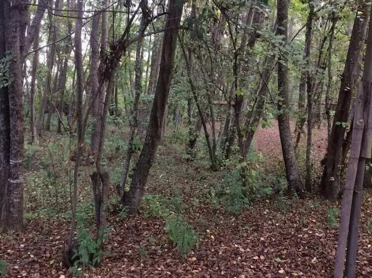 Bosque Nativo