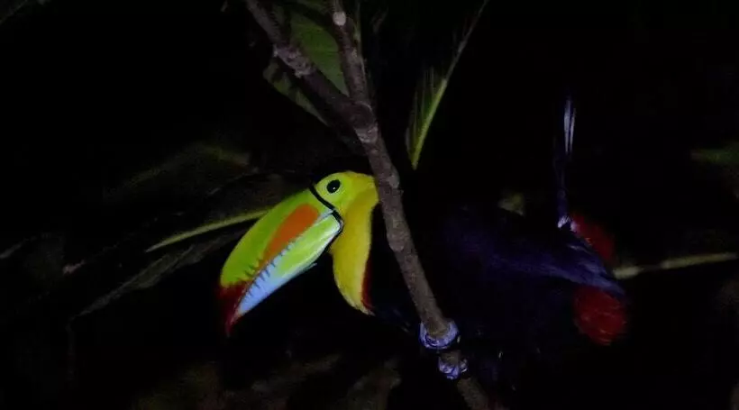 Casa Turtle Bogue   Hostel