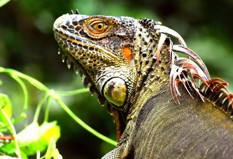 Casa Turtle Bogue   Hostel