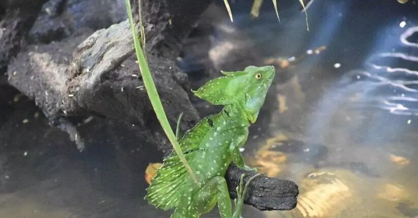 Casa Turtle Bogue   Hostel