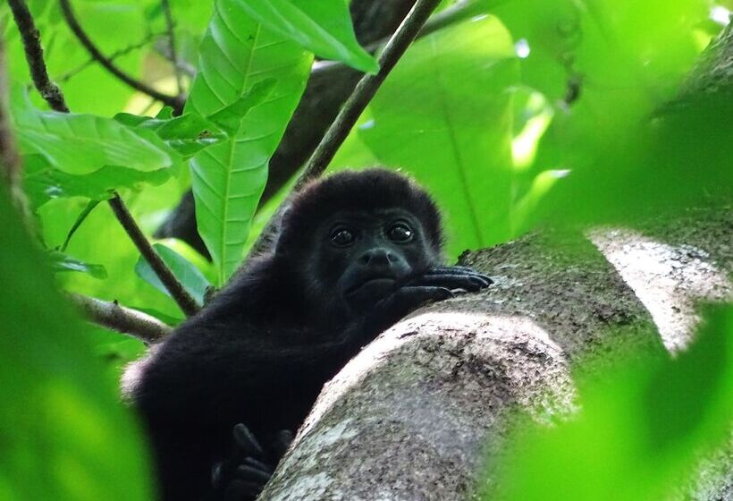 فندق Punta Duarte Garden Inn