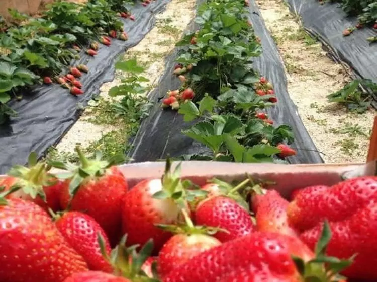 هتل Masseria San Martino