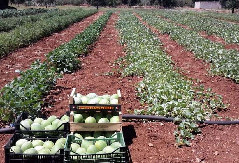 فندق Masseria San Martino