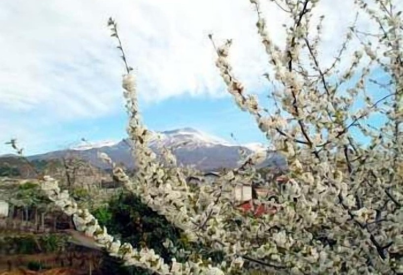 Il Vigneto   Bed & Breakfast