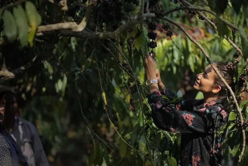 Resort Evolve Back, Coorg