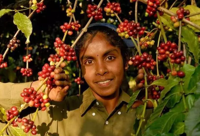 אתר נופש Evolve Back, Coorg