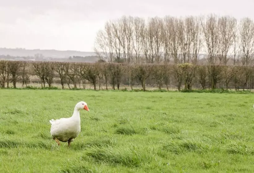 The Old Goat Barn At Trout Cottage