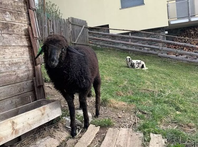 Aamiaismajoitus (B&B) Haus Lasaun