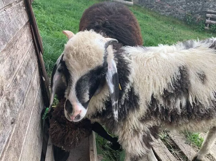 Aamiaismajoitus (B&B) Haus Lasaun