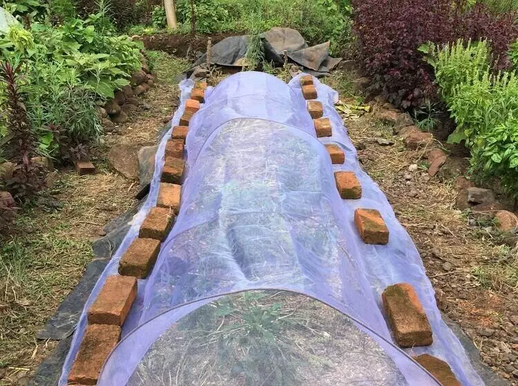 El Zopilote   Hostel