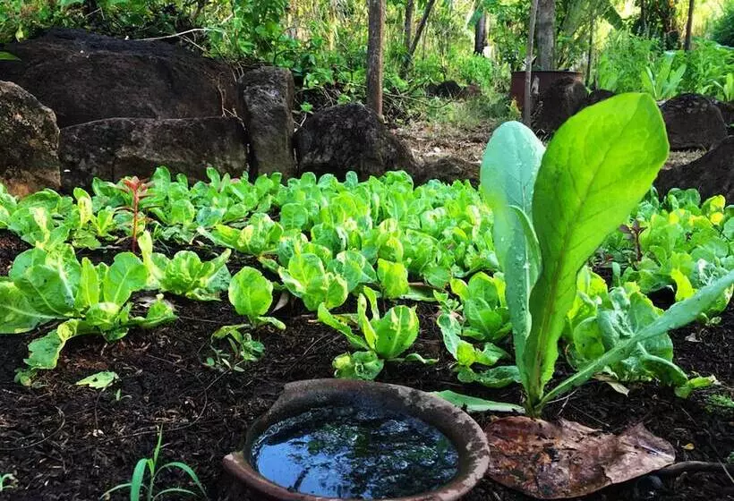 El Zopilote   Hostel