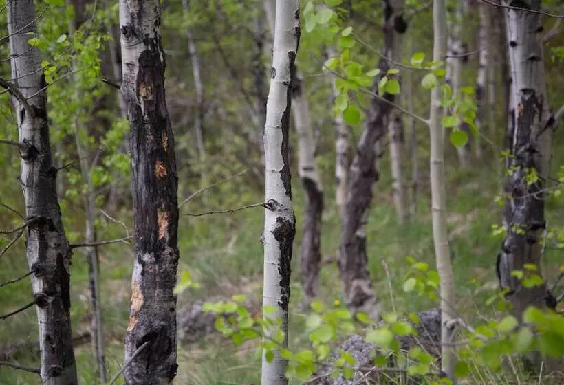 ホテル Sawtooth Lodge