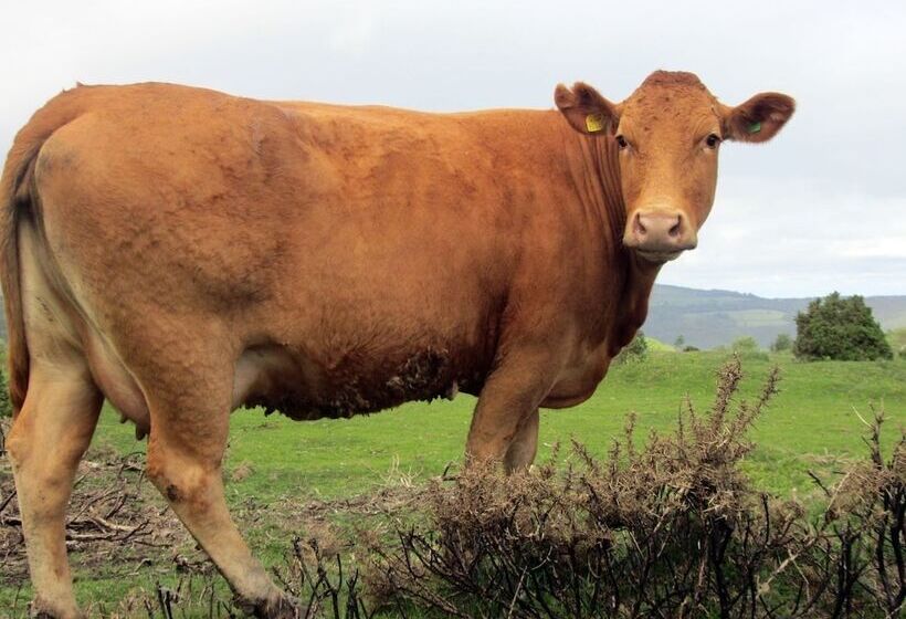 The Stone Barn Cottage