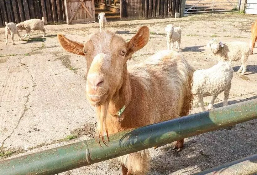 Saddlers Cottage, Berllandeg Farm