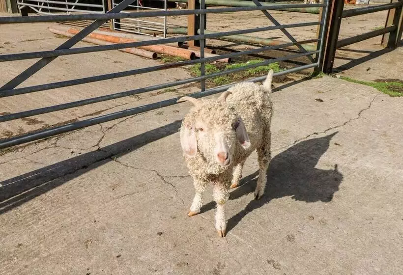 Saddlers Cottage, Berllandeg Farm