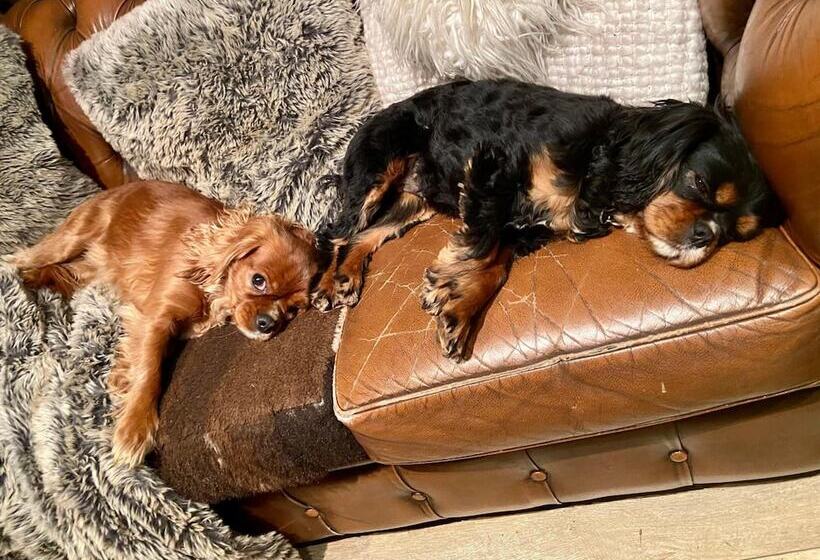 בית מלון כפרי Feathertop Alpine Lodge