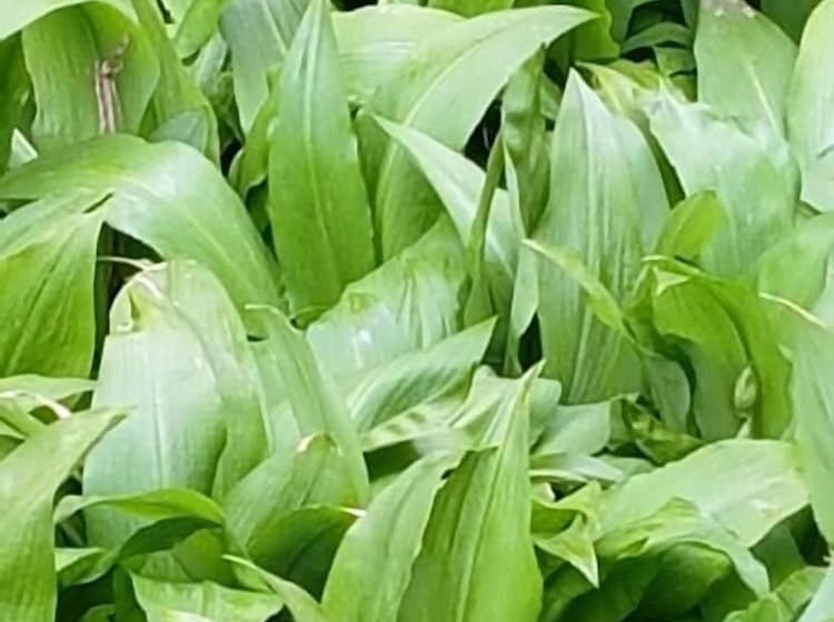 Pension Hammerknuden