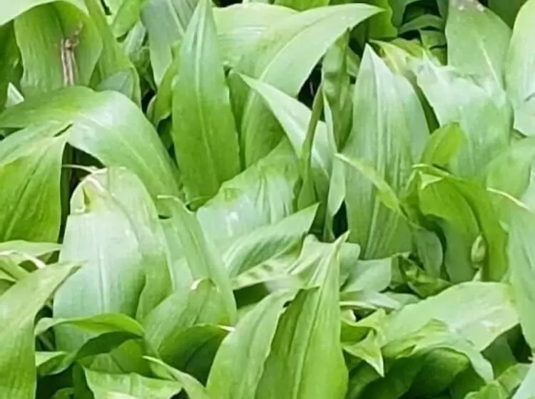 Pension Hammerknuden