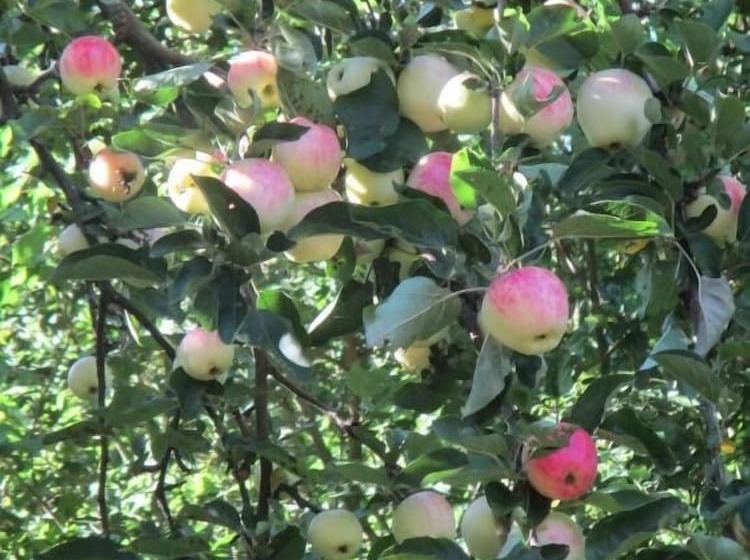 Pension Hammerknuden