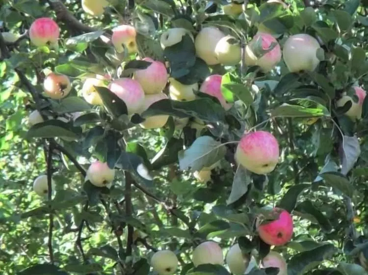 Pension Hammerknuden