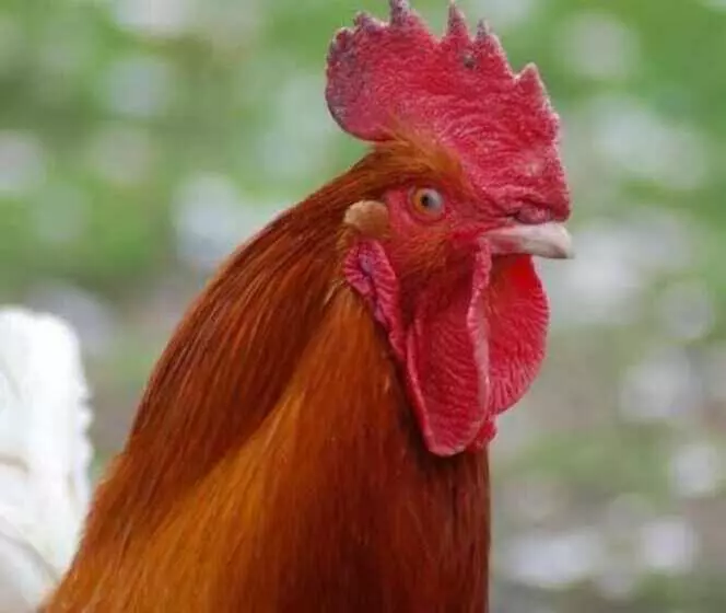 Hotelli Lelymare Logies