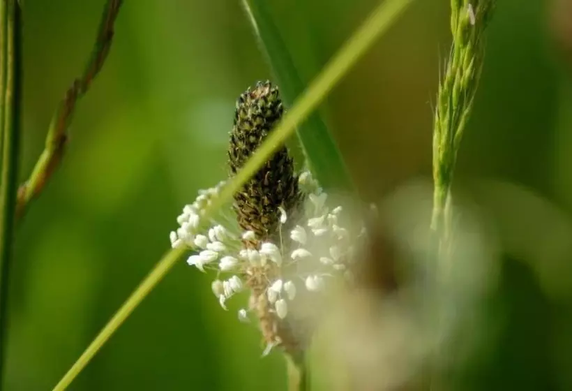 Hotelli Lelymare Logies