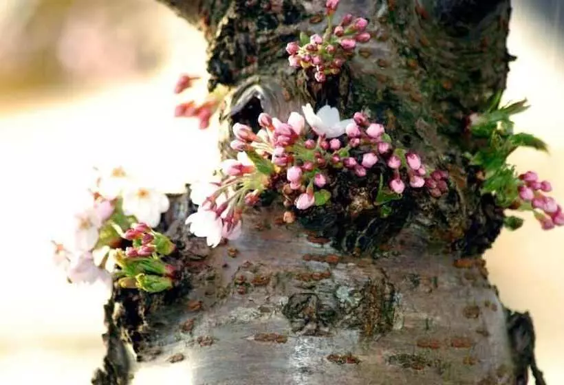 Hotelli Lelymare Logies