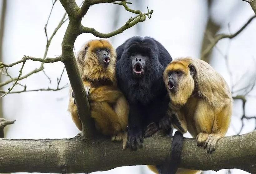 Hotelli Southwild Pantanal Lodge