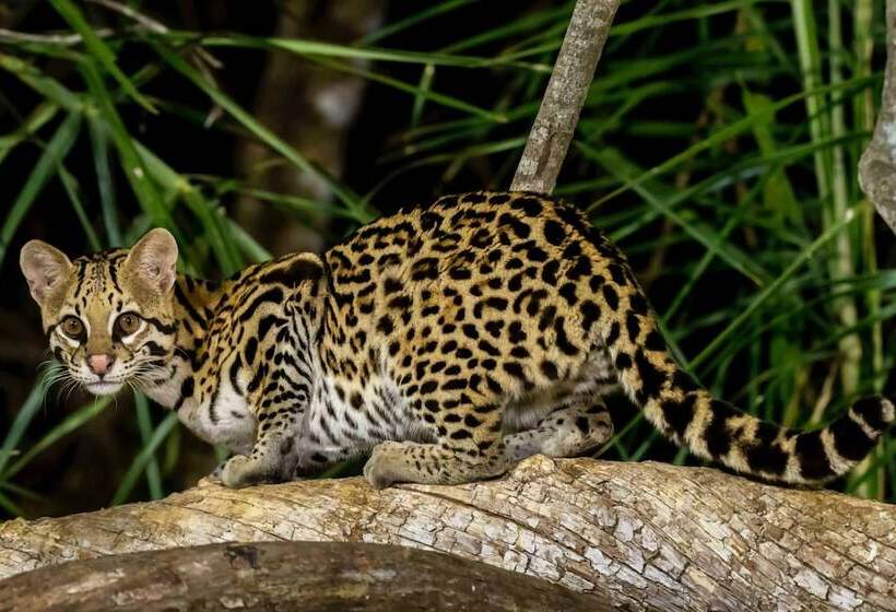 Отель Southwild Pantanal Lodge