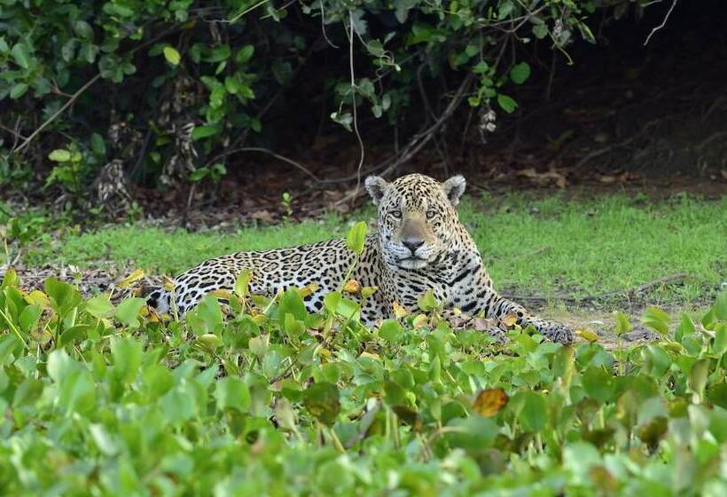 Отель Southwild Pantanal Lodge