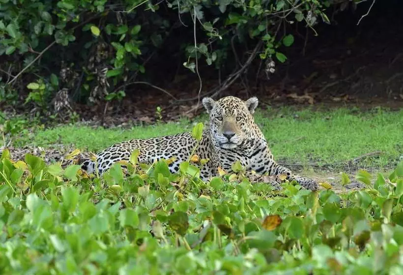 Hotelli Southwild Pantanal Lodge