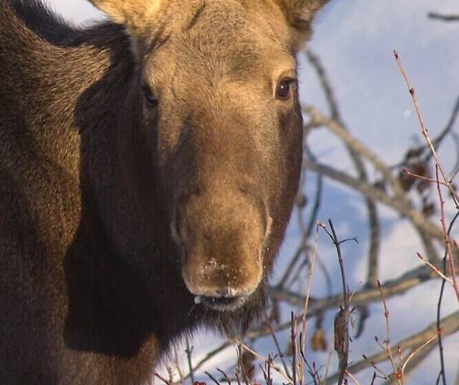 膳宿费 Alaska Haven