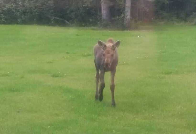 膳宿费 Alaska Haven