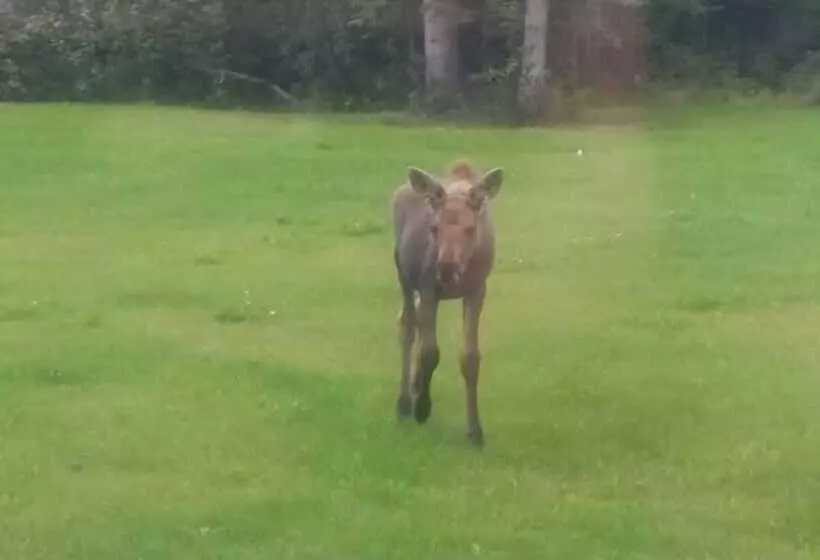 Majatalo Alaska Haven