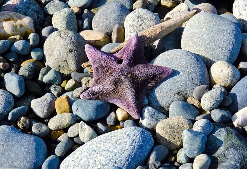 פנסיון The Sleeping Beauty Cabin