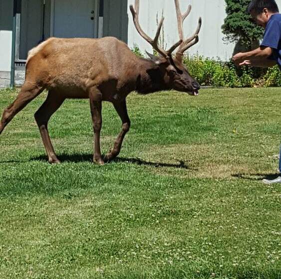 هتل Mountain View Lodge No Pets Allowed